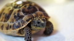 Koľko korytnačiek stojí, ceny, kde si môžete kúpiť